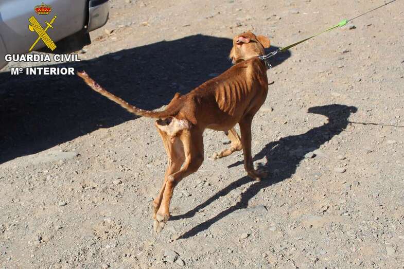Imagen de uno de los perros rescatados (Foto TA)
